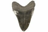 Fossil Megalodon Tooth - Georgia #80058-2